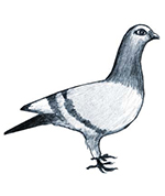 Bild p� duvan