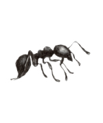 Bild p� myran